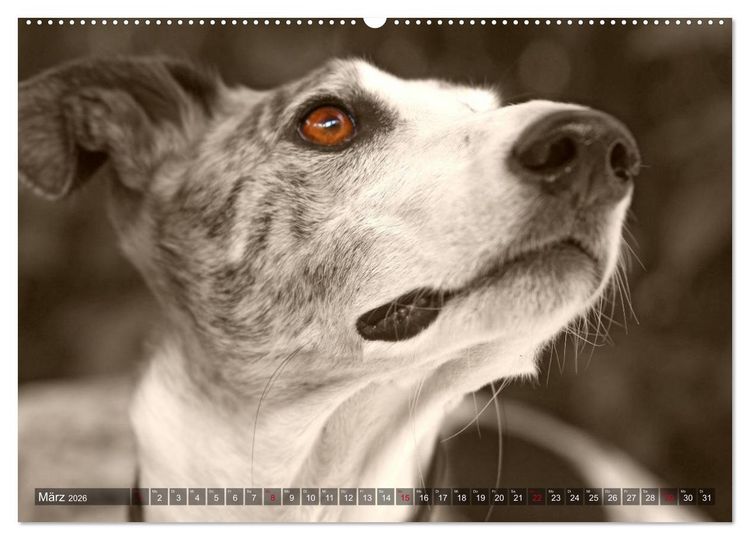 Produktbild: Galgo eye-catcher (hochwertiger Premium Wandkalender 2026 DIN A2 quer), Kunstdruck in Hochglanz