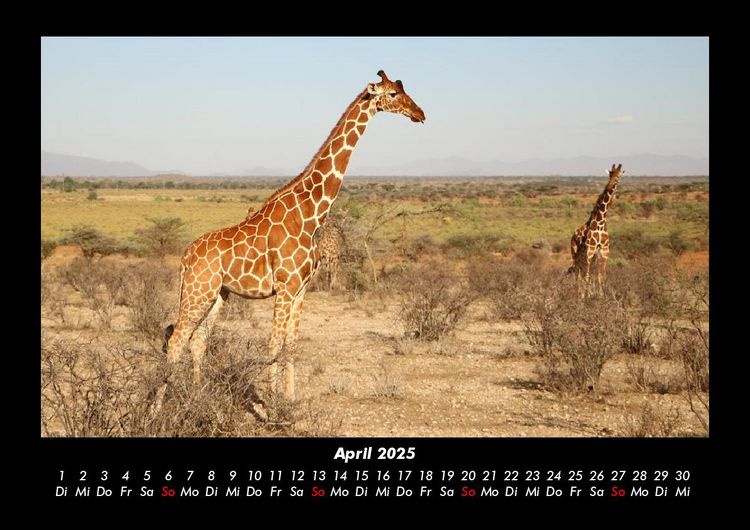 Produktbild: Giraffen 2025 Fotokalender DIN A3