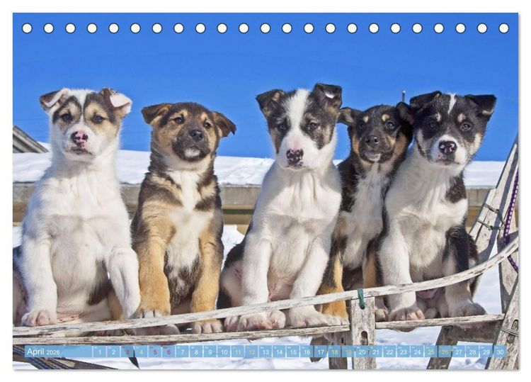 Produktbild: Schlittenhunderennen: Rasantes Schneetreiben (Tischkalender 2026 DIN A5 quer), CALVENDO Monatskalender