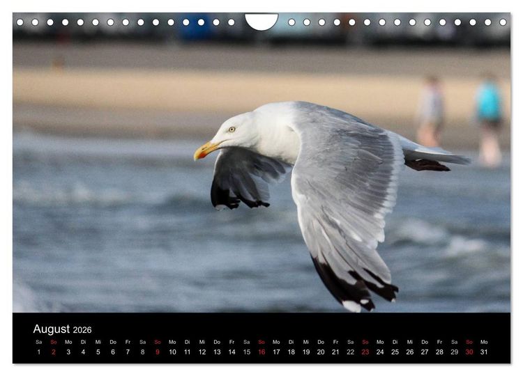 Produktbild: Spontane Fotografie - M&ouml;wen (Wandkalender 2026 DIN A4 quer), CALVENDO Monatskalender