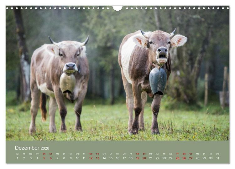 Produktbild: Allg&auml;uer Rindvieh 2026 (Wandkalender 2026 DIN A3 quer), CALVENDO Monatskalender