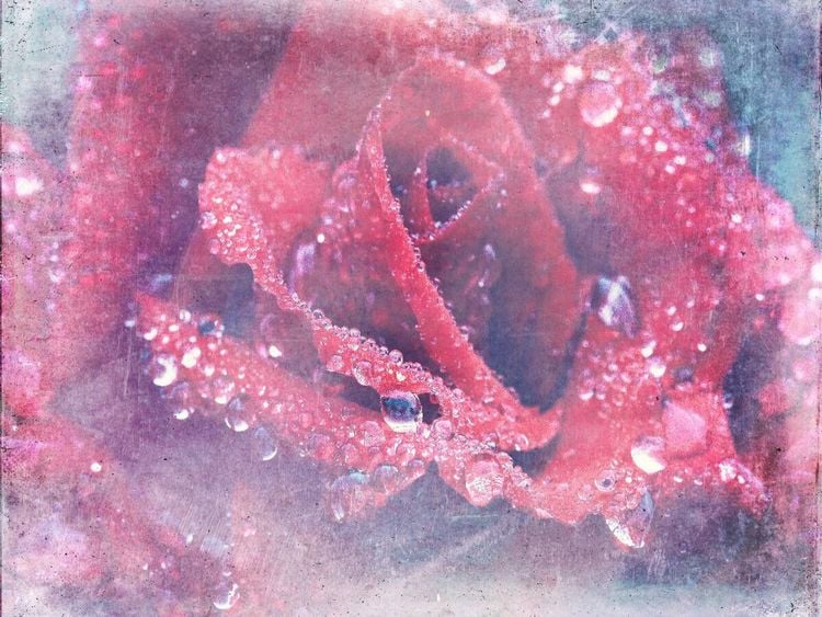 Produktbild: CALVENDO Puzzle Romantische Rote Rose - Shabby Chic Style | 1000 Teile Lege-Gr&ouml;&szlig;e 64x48cm Foto-Puzzle f&uuml;r gl&uuml;ckliche Stunden