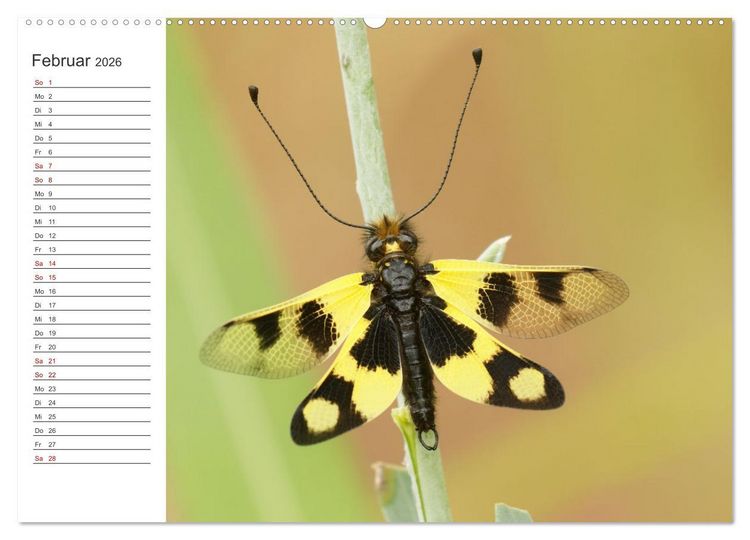 Produktbild: Faszinierendes Bulgarien (Wandkalender 2026 DIN A2 quer), CALVENDO Monatskalender