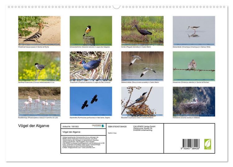 Produktbild: V&ouml;gel der Algarve (hochwertiger Premium Wandkalender 2026 DIN A2 quer), Kunstdruck in Hochglanz
