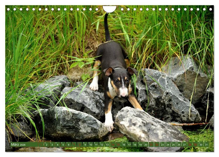 Produktbild: Bullterrier, Powerpakete auf 4 Pfoten (Wandkalender 2026 DIN A4 quer), CALVENDO Monatskalender