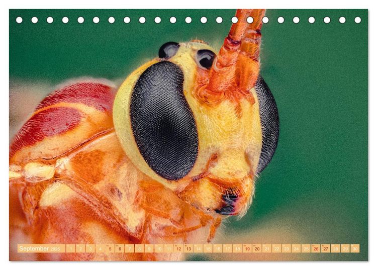Produktbild: Extreme Makroaufnahmen - Insekten so nah wie nie (Tischkalender 2026 DIN A5 quer), CALVENDO Monatskalender