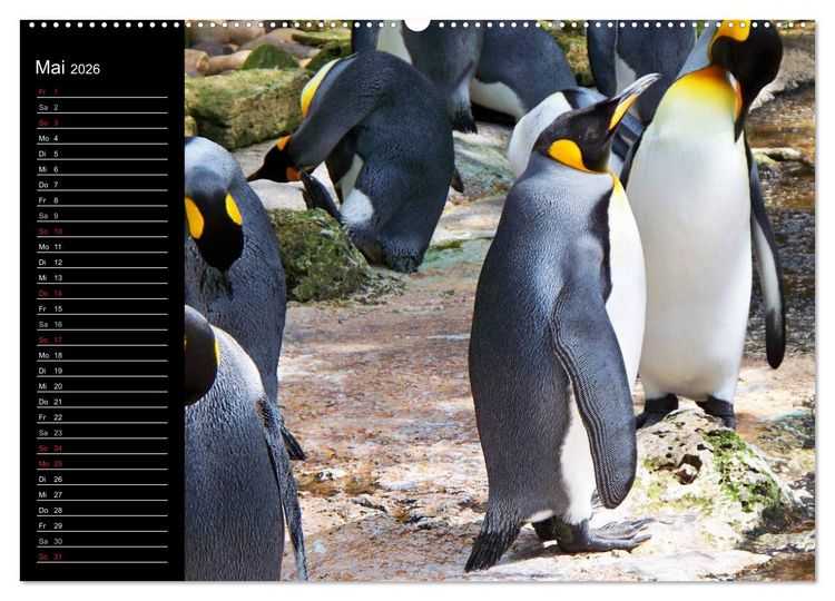 Produktbild: Pinguine - Kaiser- und K&ouml;nigspinguine (hochwertiger Premium Wandkalender 2026 DIN A2 quer), Kunstdruck in Hochglanz
