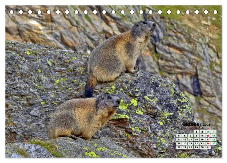 Produktbild: Big Five der Alpen G&auml;mse, Steinbock, Murmeltier, Steinadler, Bartgeier (Tischkalender 2026 DIN A5 quer), CALVENDO Monatskalender