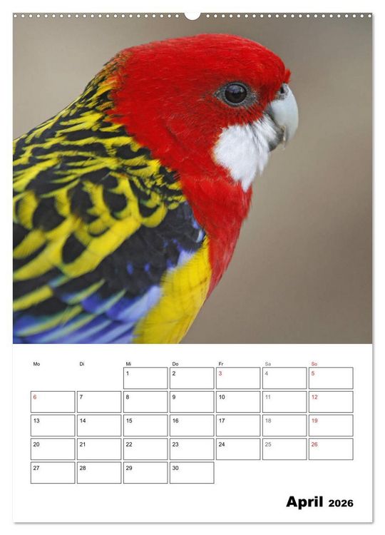 Produktbild: Papageien - Graupapagei, Rosella und Co. (hochwertiger Premium Wandkalender 2026 DIN A2 hoch), Kunstdruck in Hochglanz