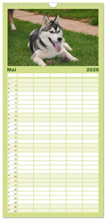 Produktbild: Familienplaner 2026 - Siberian Husky - der Urtyp mit 5 Spalten (Wandkalender, 21 x 45 cm) CALVENDO
