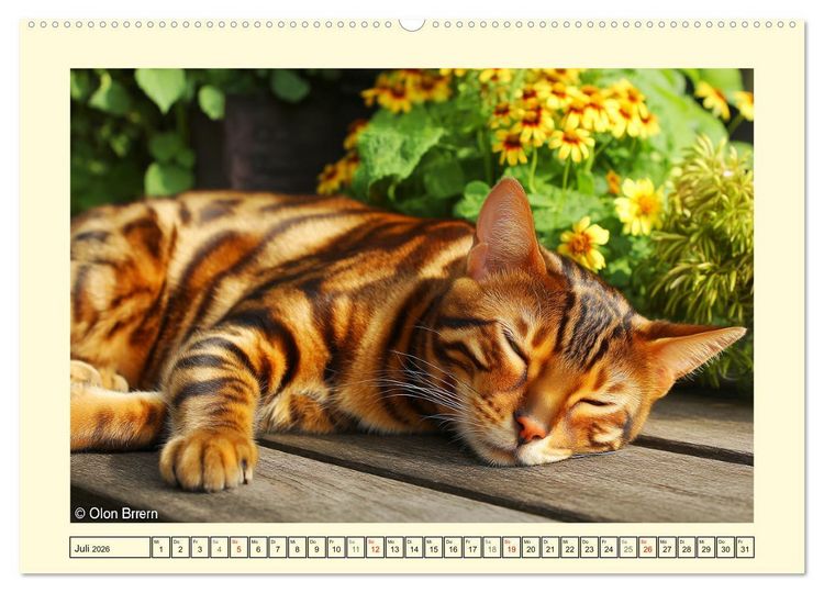 Produktbild: Toyger Katzen. Der exotische Mini-Tiger im Garten (hochwertiger Premium Wandkalender 2026 DIN A2 quer), Kunstdruck in Hochglanz