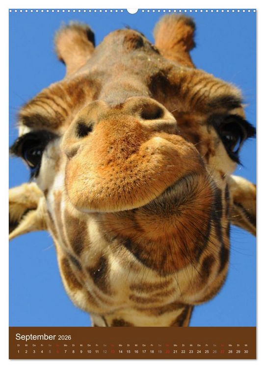 Produktbild: Giraffen (Wandkalender 2026 DIN A2 hoch), CALVENDO Monatskalender
