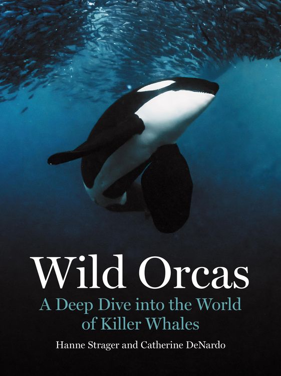 Produktbild: Wild Orcas - A Deep Dive into the World of Killer Whales