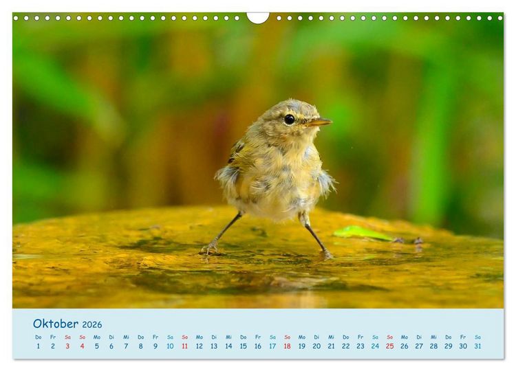 Produktbild: Sommer am Pool - Singv&ouml;gel an der Badestelle (Wandkalender 2026 DIN A3 quer), CALVENDO Monatskalender