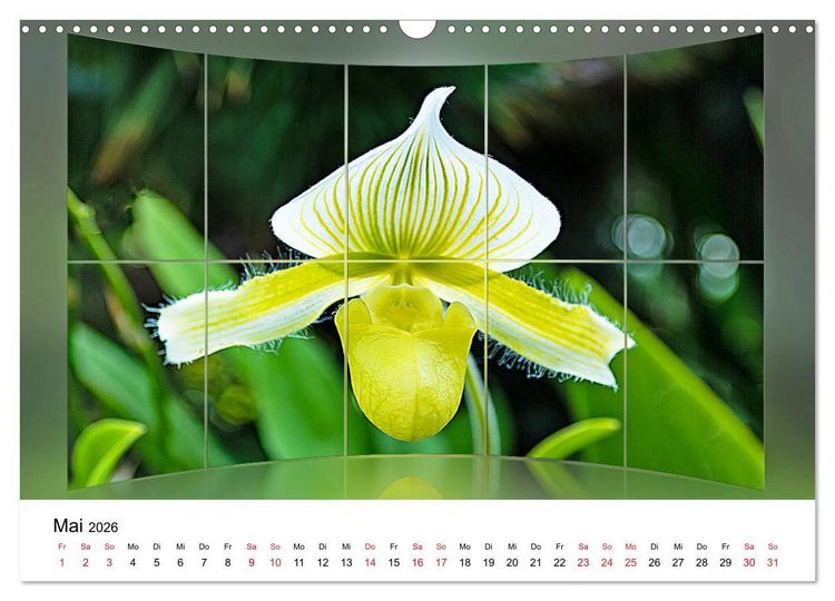 Produktbild: Orchideen Bildergalerie (Wandkalender 2026 DIN A3 quer), CALVENDO Monatskalender