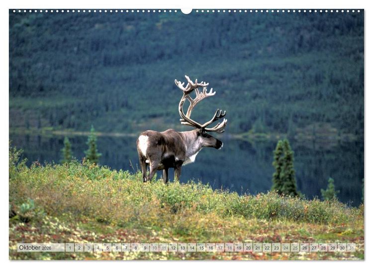 Produktbild: Wildes Alaska Christian Heeb (Wandkalender 2026 DIN A2 quer), CALVENDO Monatskalender