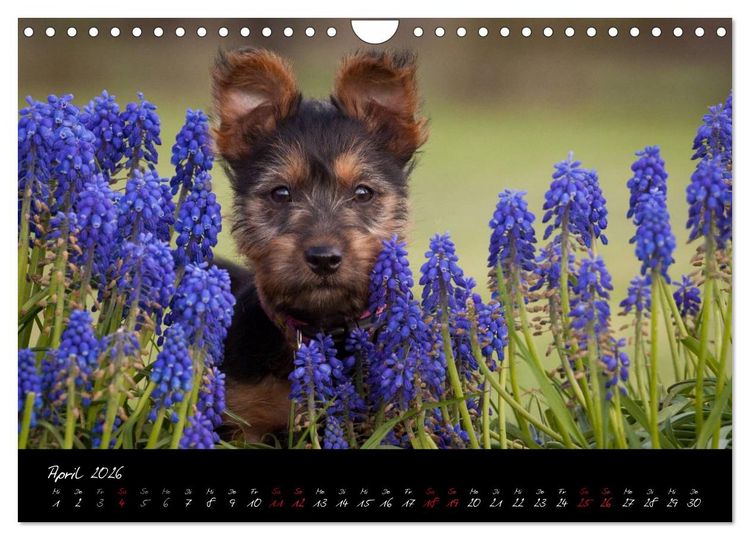 Produktbild: Australian Terrier Welpen (Wandkalender 2026 DIN A4 quer), CALVENDO Monatskalender