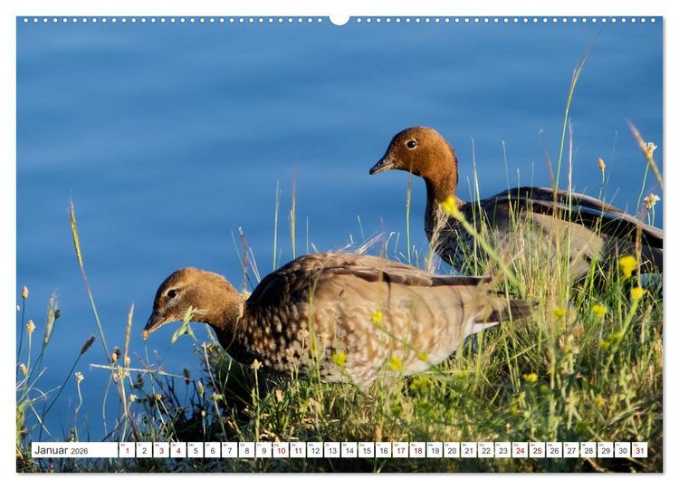 Produktbild: Australiens V&ouml;gel (hochwertiger Premium Wandkalender 2026 DIN A2 quer), Kunstdruck in Hochglanz