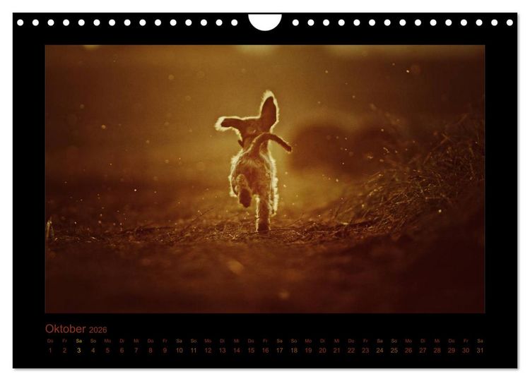 Produktbild: Elli Pirelli... aus dem Leben eines fr&ouml;hlichen Pinscher-Dackel-M&auml;dels (Wandkalender 2026 DIN A4 quer), CALVENDO Monatskalender