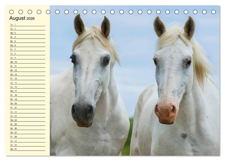 Produktbild: Traumpferd Lipizzaner (Tischkalender 2026 DIN A5 quer), CALVENDO Monatskalender