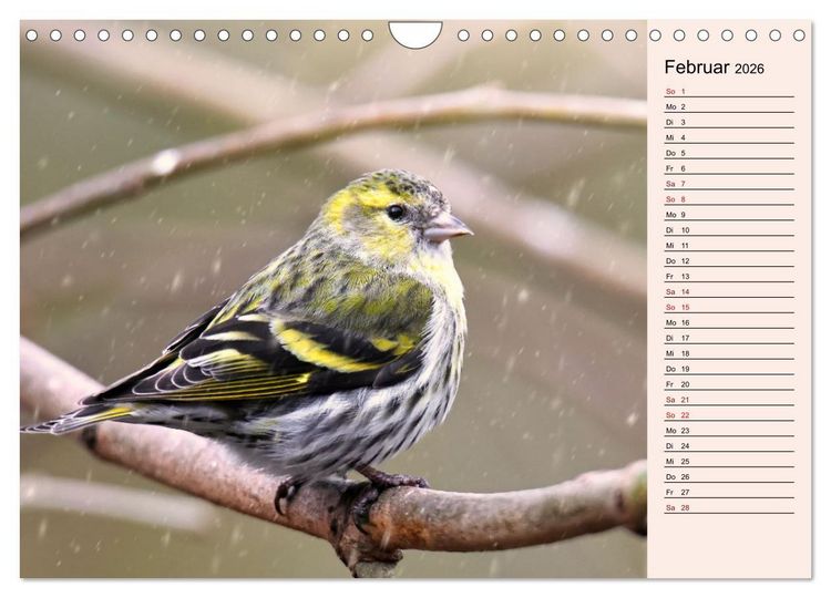 Produktbild: Erlenzeisige (Wandkalender 2026 DIN A4 quer), CALVENDO Monatskalender