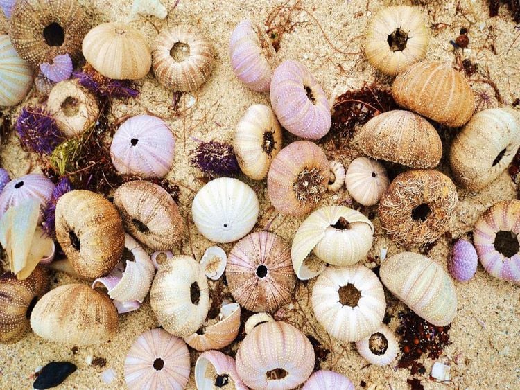 Produktbild: Mauritius, Seeigelh&uuml;llen (Puzzle)