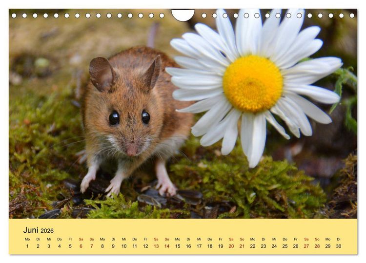 Produktbild: ... hier kommt die Maus ... (Wandkalender 2026 DIN A4 quer), CALVENDO Monatskalender