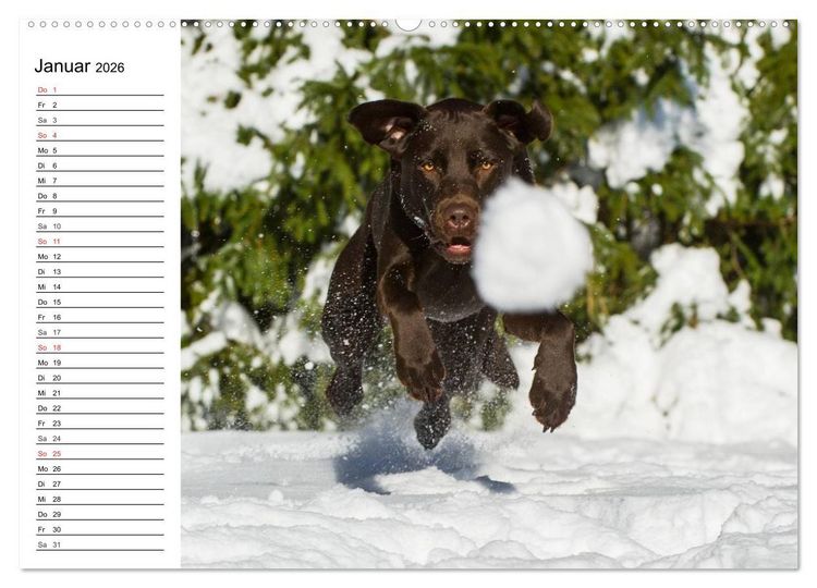 Produktbild: Labrador Retriever - Freunde f&uuml;r&acute;s Leben (hochwertiger Premium Wandkalender 2026 DIN A2 quer), Kunstdruck in Hochglanz