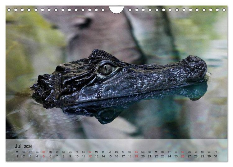 Produktbild: Reptilien Schlangen, Echsen und Co. (Wandkalender 2026 DIN A4 quer), CALVENDO Monatskalender