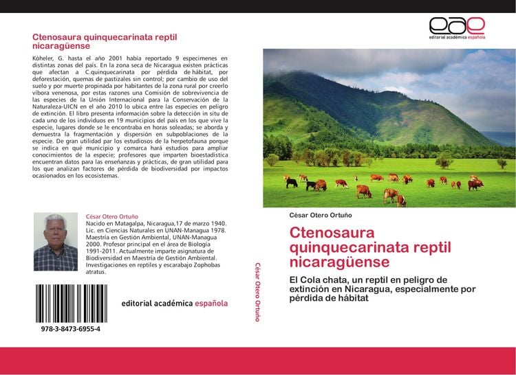 Produktbild: Ctenosaura quinquecarinata reptil nicarag&uuml;ense