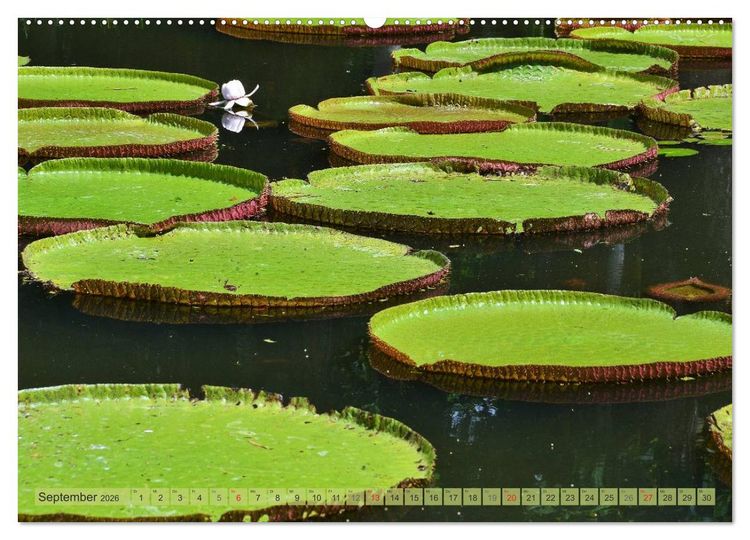 Produktbild: Tr&auml;um dich nach Mauritius (Wandkalender 2026 DIN A2 quer), CALVENDO Monatskalender