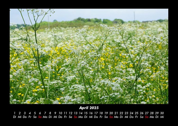 Produktbild: Blumentr&auml;ume 2025 Fotokalender DIN A3