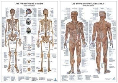 Produktbild: Anatomie Lerntafeln im Doppelpack