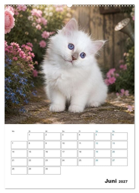 Produktbild: Heilige Birma Kitten Kalender mit Planer (hochwertiger Premium Wandkalender 2027 DIN A2 hoch), Kunstdruck in Hochglanz
