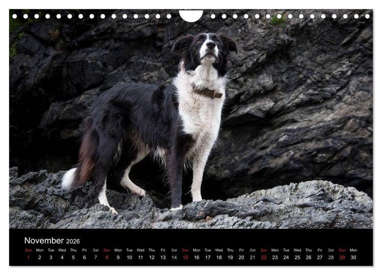 Produktbild: Beauty of a Border Collie (Wall Calendar 2026 DIN A4 landscape), CALVENDO 12 Month Wall Calendar