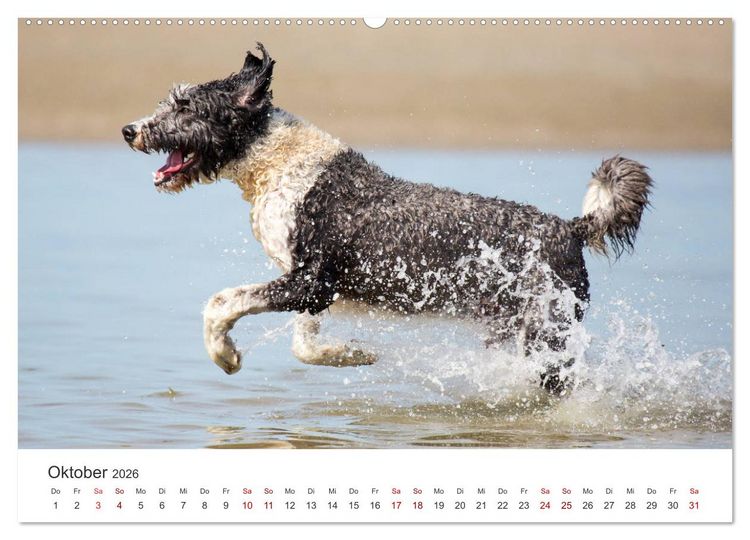 Produktbild: Freunde auf vier Pfoten am Strand (Wandkalender 2026 DIN A2 quer), CALVENDO Monatskalender