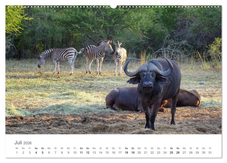 Produktbild: Afrika - Tiere im Kr&uuml;ger Nationalpark (hochwertiger Premium Wandkalender 2026 DIN A2 quer), Kunstdruck in Hochglanz