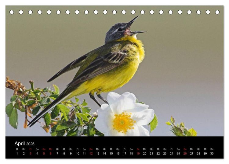 Produktbild: V&ouml;gel (Tischkalender 2026 DIN A5 quer), CALVENDO Monatskalender