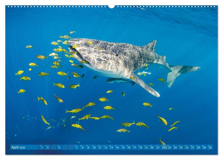 Produktbild: Einzigartige Naturkostbarkeiten aus Asien (hochwertiger Premium Wandkalender 2026 DIN A2 quer), Kunstdruck in Hochglanz