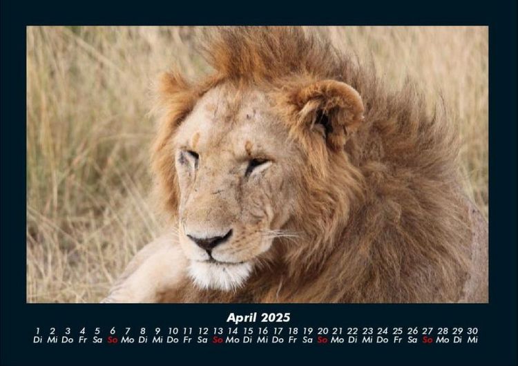 Produktbild: L&ouml;wen in der Wildnis 2025 Fotokalender DIN A4