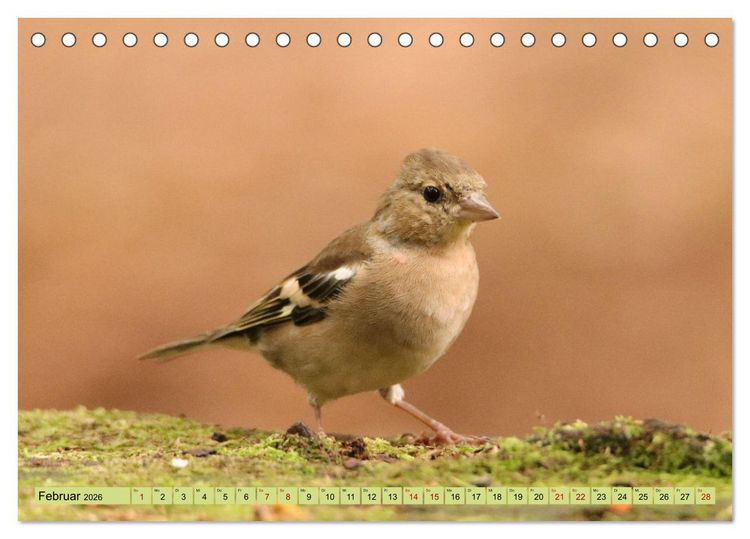 Produktbild: Heimische V&ouml;gel - Im Wald, im Garten und auf der Wiese (Tischkalender 2026 DIN A5 quer), CALVENDO Monatskalender