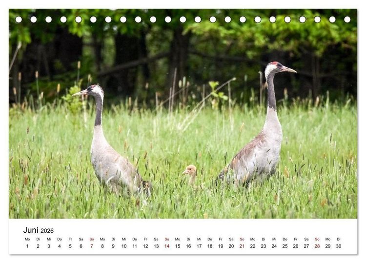 Produktbild: Kraniche im Erzgebirge (Tischkalender 2026 DIN A5 quer), CALVENDO Monatskalender