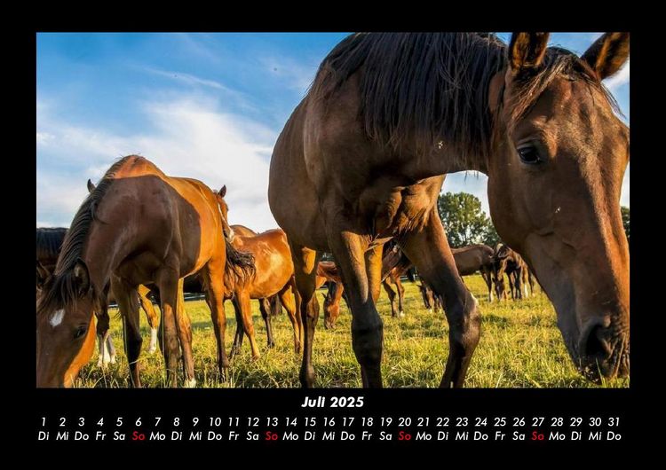 Produktbild: Pferdetraum 2025 Fotokalender DIN A3