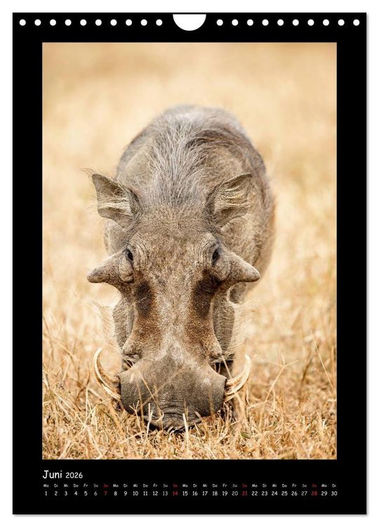 Produktbild: S&uuml;dafrika und seine Tierwelt (Wandkalender 2026 DIN A4 hoch), CALVENDO Monatskalender