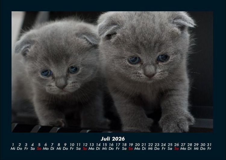 Produktbild: F&uuml;r Katzenfreunde 2026 Fotokalender DIN A4