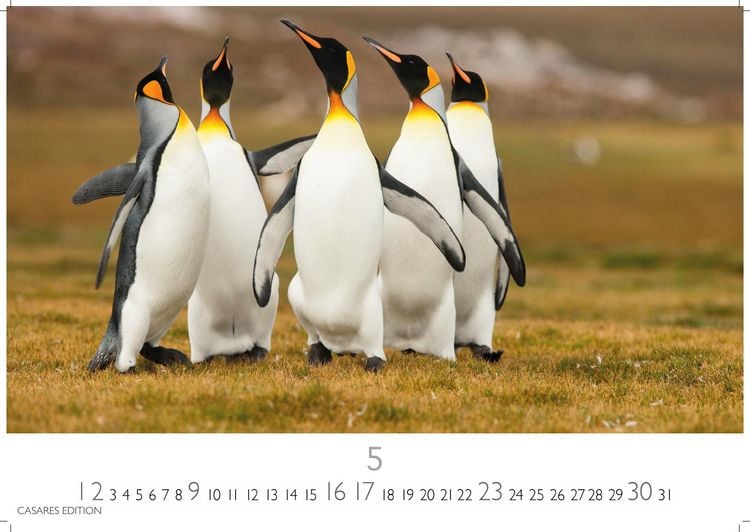 Produktbild: Pinguine Kalender 2027 &ndash; Wandkalender | Fotokalender Tierkalender 24x35cm | . mit niedlichen Pinguin-Motiven im antarktischen Lebensraum.