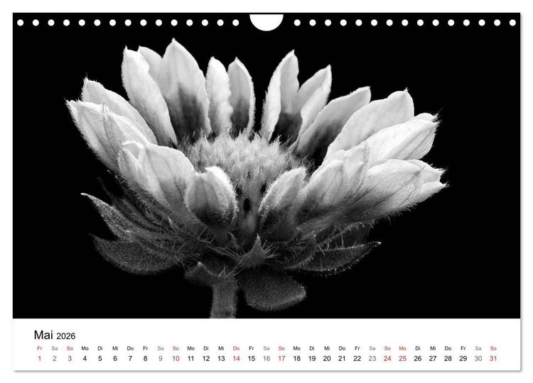 Produktbild: Blumen 2026, Schwarz-Wei&szlig; (Wandkalender 2026 DIN A4 quer), CALVENDO Monatskalender
