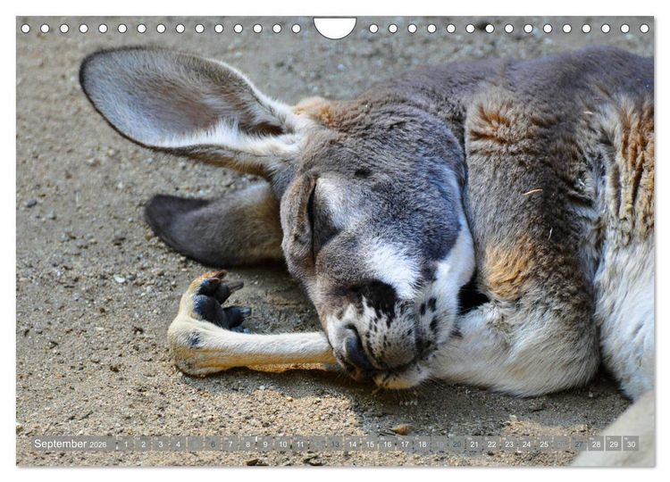 Produktbild: Wilde Tiere - Die sch&ouml;nsten Portraits (Wandkalender 2026 DIN A4 quer), CALVENDO Monatskalender