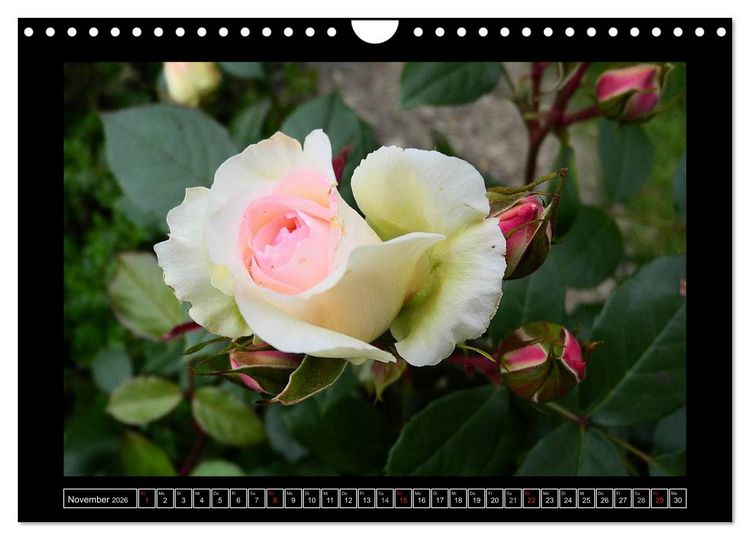 Produktbild: Im Duft der Rosen (Wandkalender 2026 DIN A4 quer), CALVENDO Monatskalender