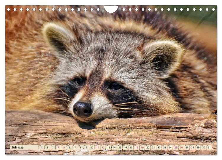 Produktbild: Waschb&auml;r - Niedlicher Allesfresser (Wandkalender 2026 DIN A4 quer), CALVENDO Monatskalender